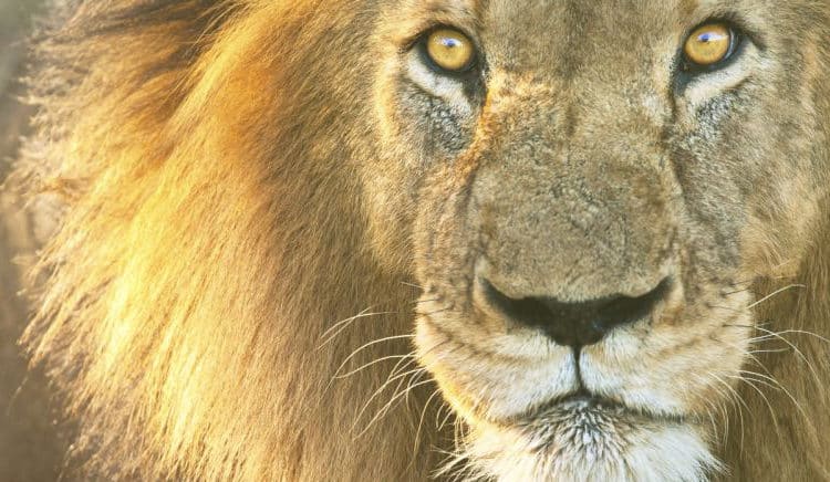 calculadora de IR 2017