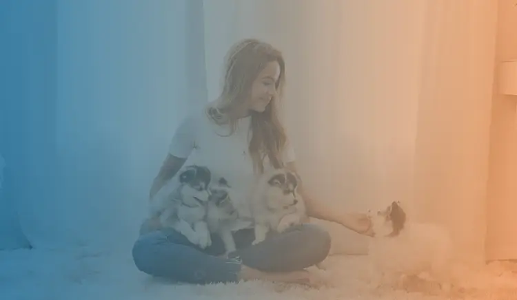 animais de estimação