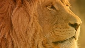 Empregadores domésticos podem deduzir